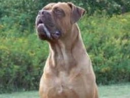 bully_bordeaux_20211217_1471091344